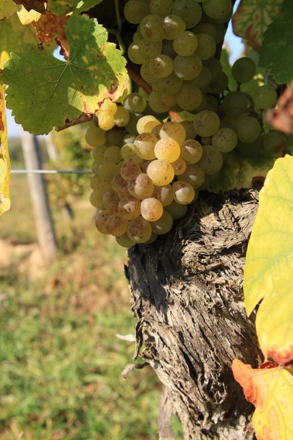 Bio-Weingut, Gaestehaus Und Kraeuterhof Flomborn Eksteriør bilde